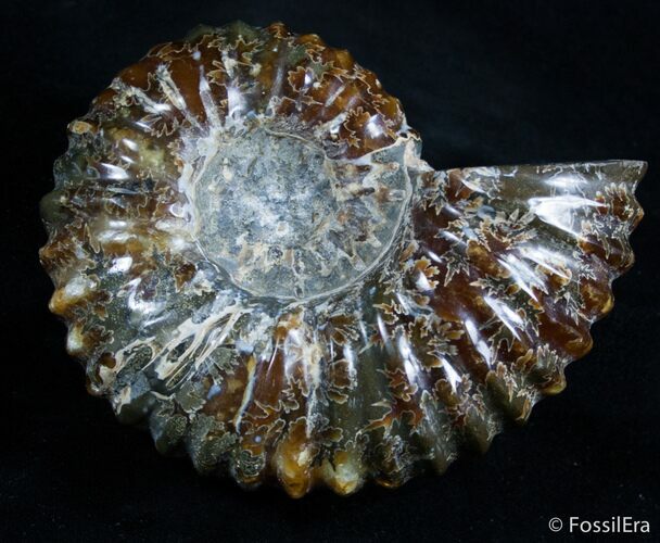 Large / Inch Douvilleiceras Ammonite - Bumpy #2989